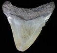 Juvenile Megalodon Tooth #61843-1